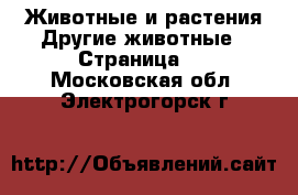 Животные и растения Другие животные - Страница 2 . Московская обл.,Электрогорск г.